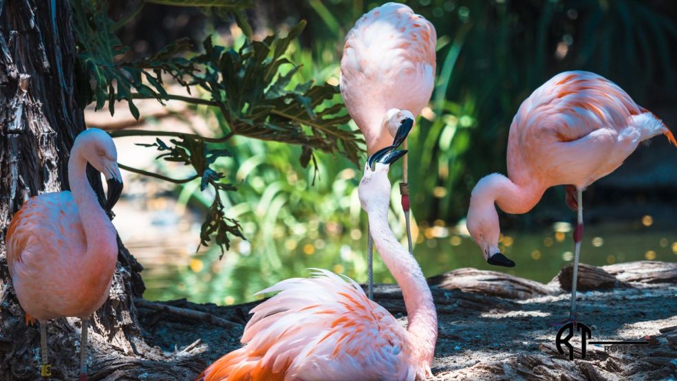 San Diego Zoo Safari Park Timings and Tickets The Travel Daily